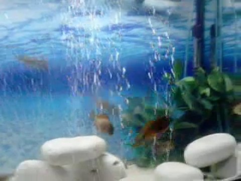 FO İLANGİ YELLOW AİLE KONSEYİ 2