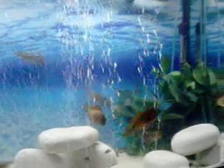 FO İLANGİ YELLOW AİLE KONSEYİ 2