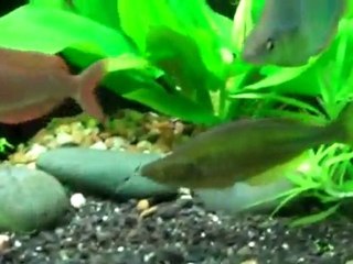 Sad day for the Reef and the Rainbows