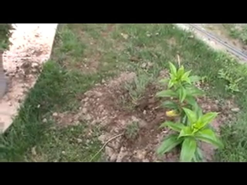 Remote Mole Bomb 1