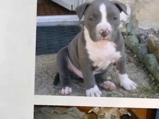 FEONA FOULEK FELINE FIDJIE FIRST FOXY