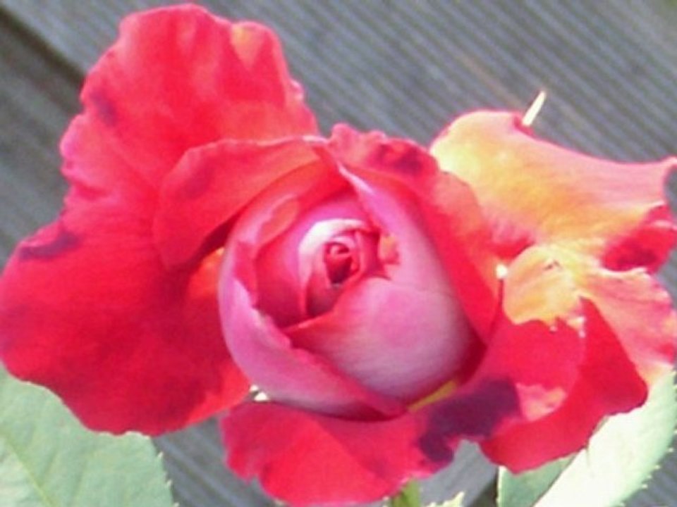 Rosenbilder