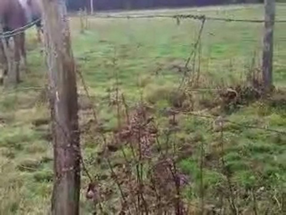 hortal el din, shueyman redjem