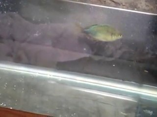 How to cure Internal Parasites in Fish.