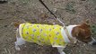 Tee shirt pour chien SAINTEPROMOS T-SHIRT for DOG PET SHOP