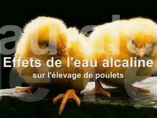 Effets de l'eau alcaline sur un élevage de poulets