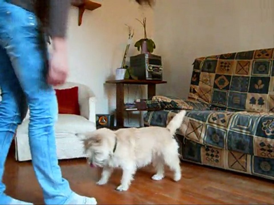 Touch'3-2 cairn terrier
