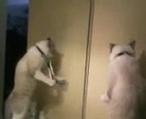 kedi diş fırçalıyor/kediliev.com