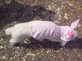 déguisement pour chien en lapin rose vétement pour chien
