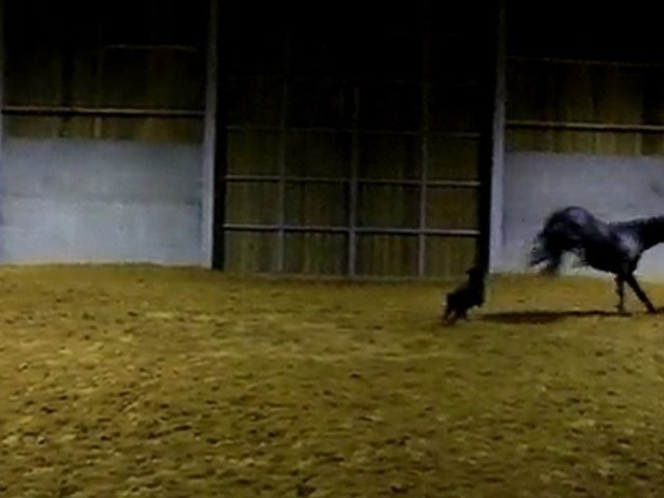 Ulys galop et Baya