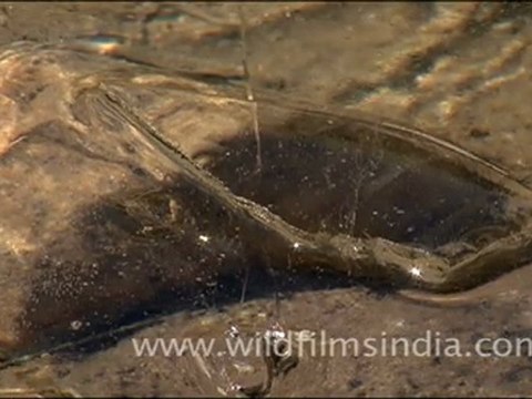 Ice cracking at Gaumukh