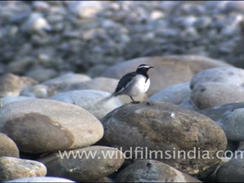 White Wagtail, Corbett Park