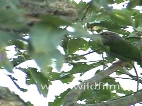Pied Wagtail, Corbett National Park