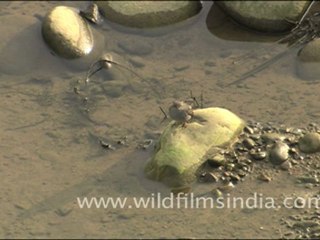 Plumbeous Redstart, Corbett National Park
