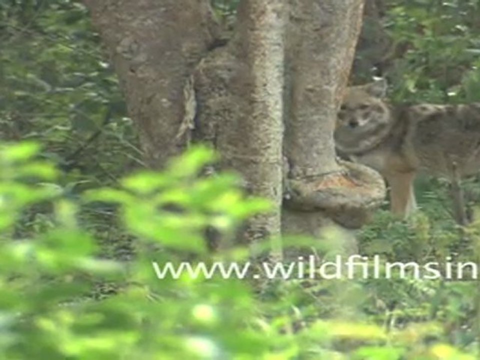 Spotted Deer & jackal in Corbett National Park