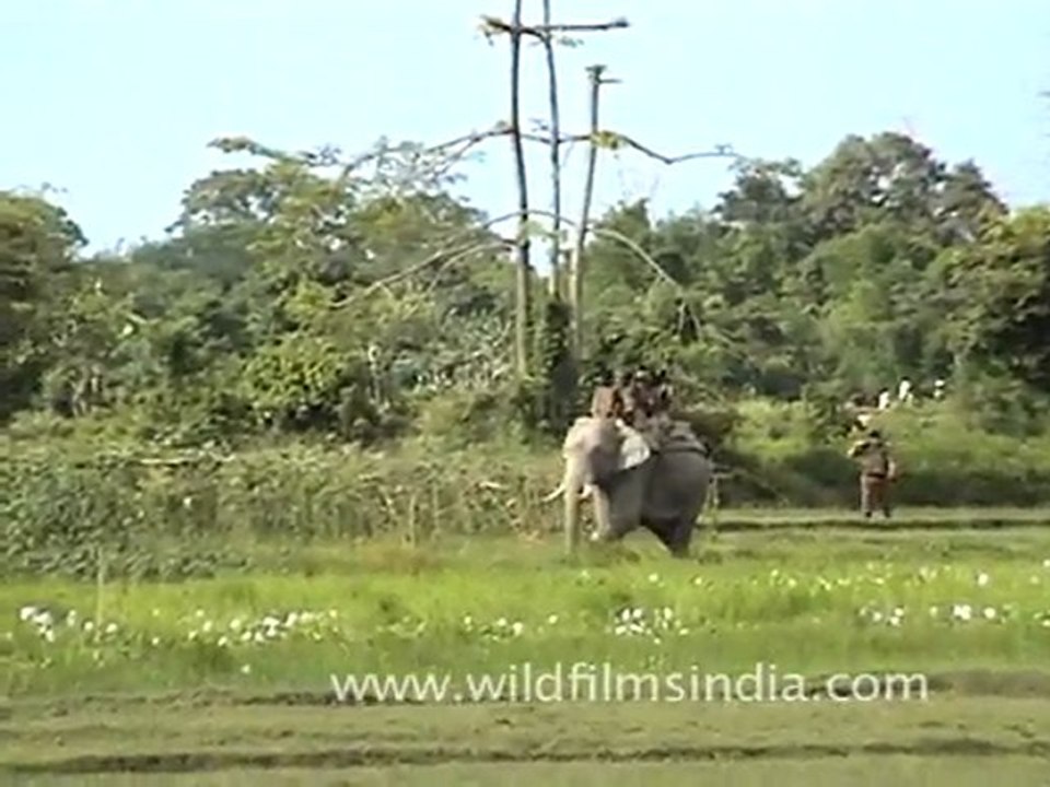Elephant Safari in Kaziranga National Park
