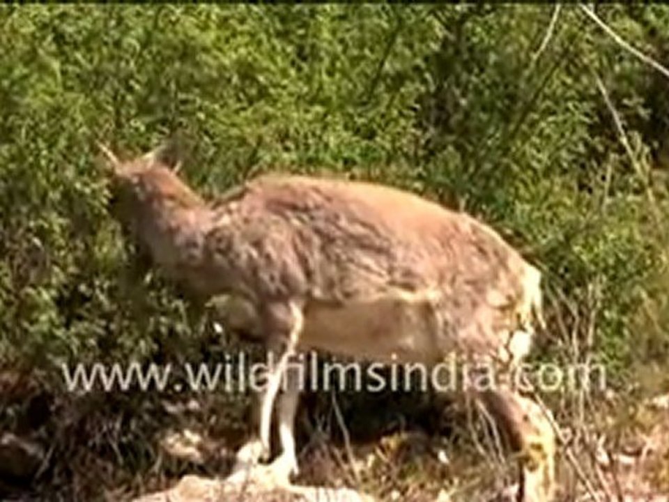 Bharal