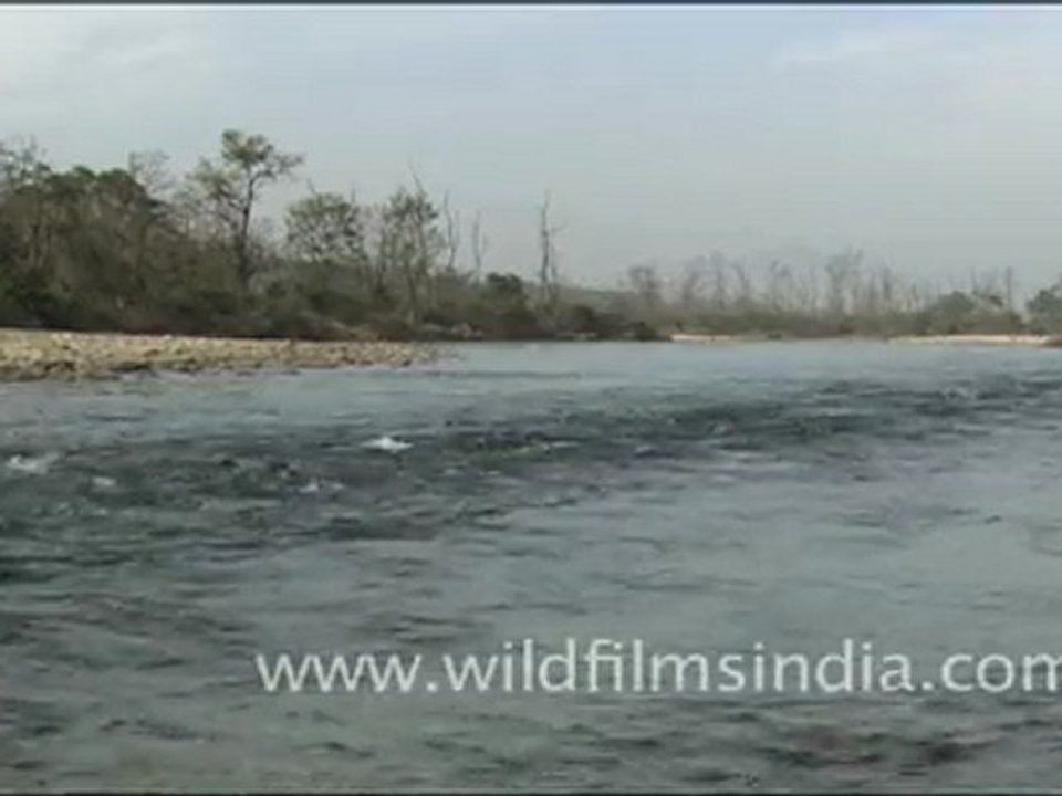 Kosi River, Corbett National Park
