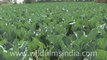 Cauliflowers growing in India