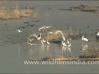 Water birds on the Ramganga - Egrets and cormorants