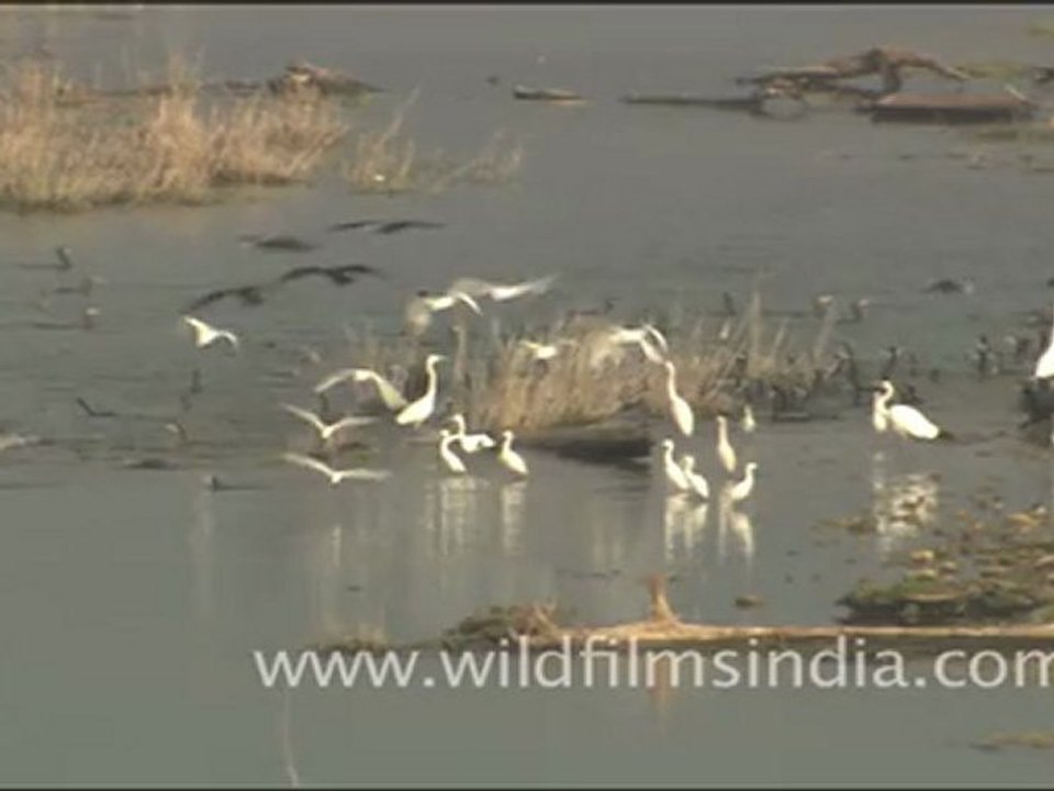 Water birds on the Ramganga - Egrets and cormorants
