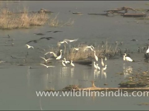 Water birds on the Ramganga - Egrets and cormorants
