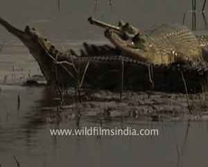 Sunbathing gharial crocodilians