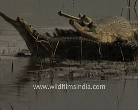 Sunbathing gharial crocodilians