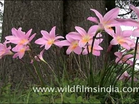Crocus lilies in Mussoorie
