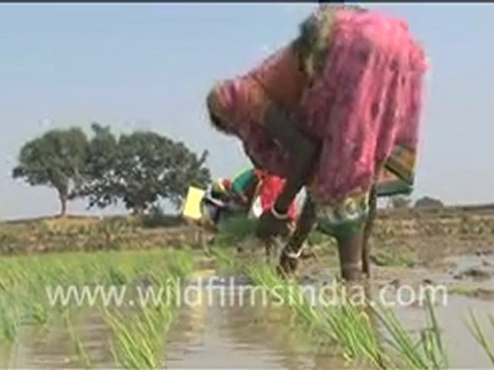 Agriculture in India