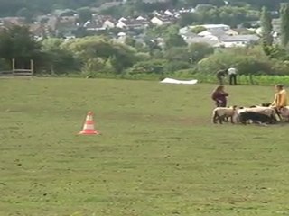 07_2011_Darwin_troupeau 4