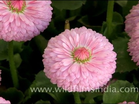 Double daisy flowers in Landour