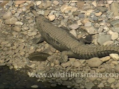 Gharial at Corbett National Park