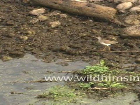 Birds in Corbett national park