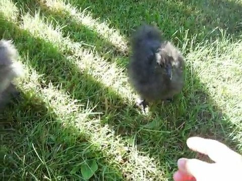 Poussins de race poule soie