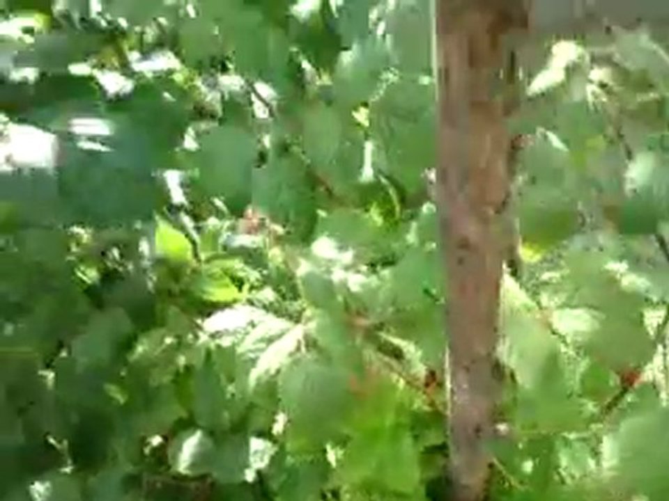 2011-07-04 framboises