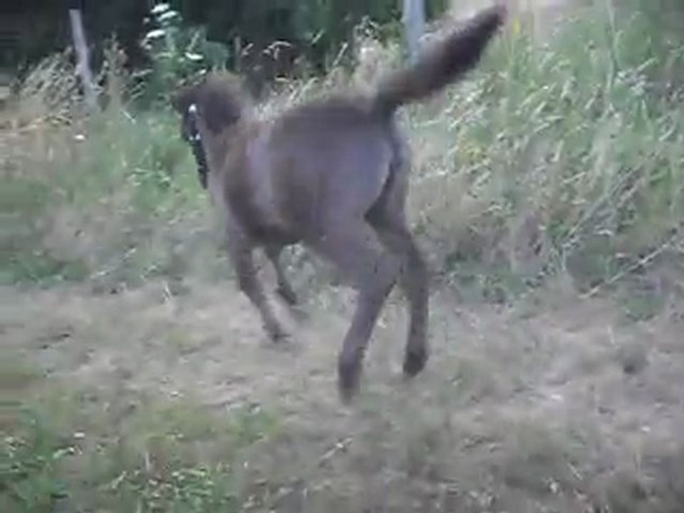 Pouliche Shetland X Mérens 1,5 mois. Balade 08/07/2011. SDC11044