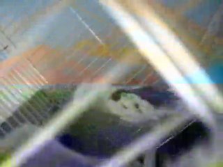 Sultan Papağanı Geveze