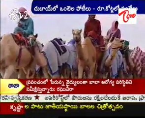 Camels games in Dubai,bettings in Rs.Crores