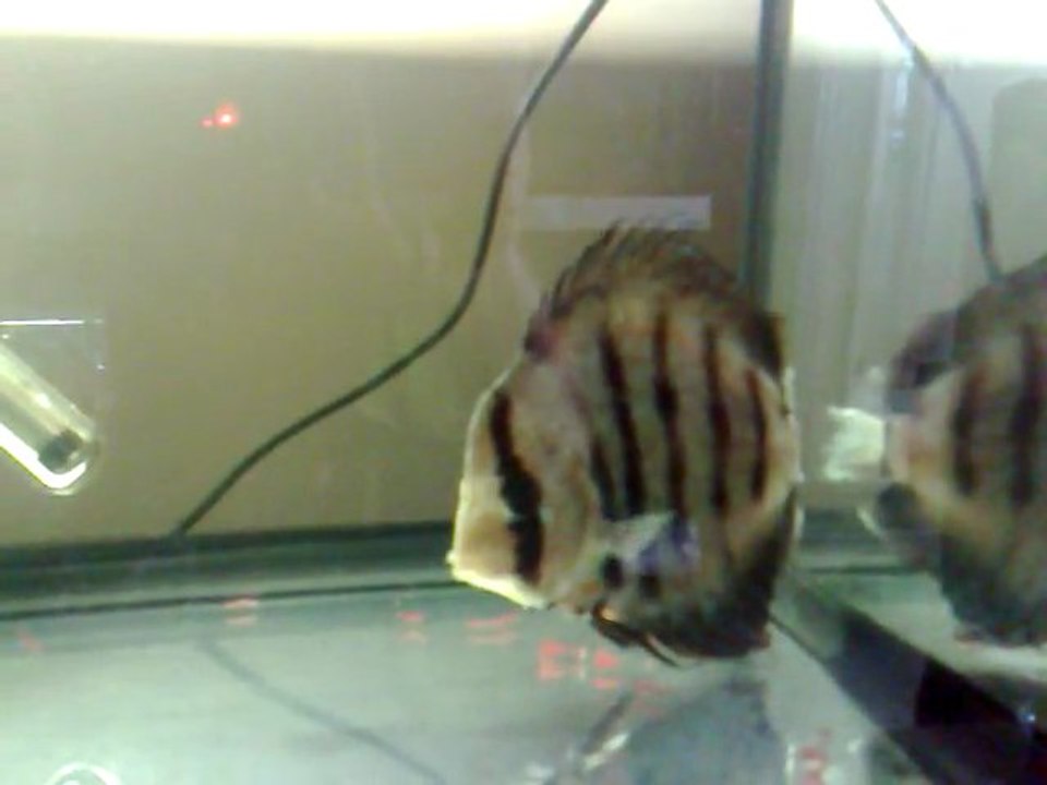 Jour 8 Hôpital 80L Repas 2   Dessalage 1