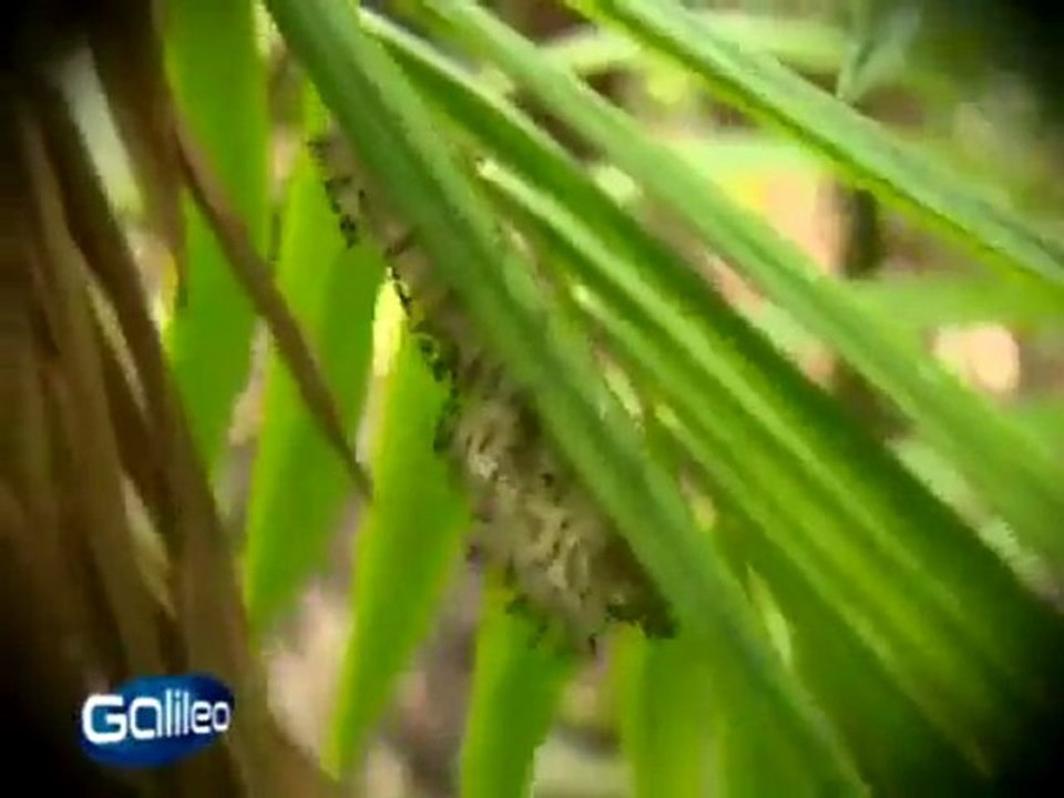 Galileo über die Acai