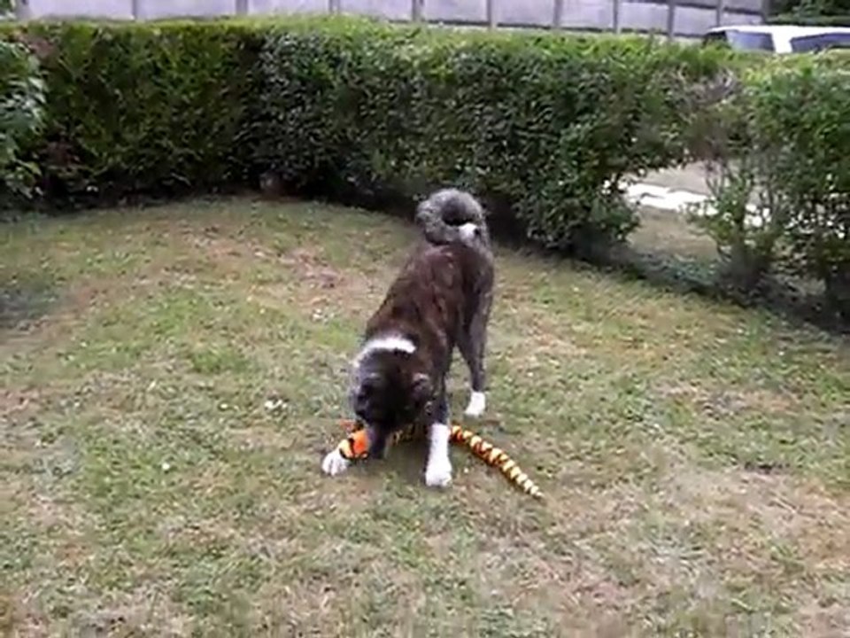 kuma