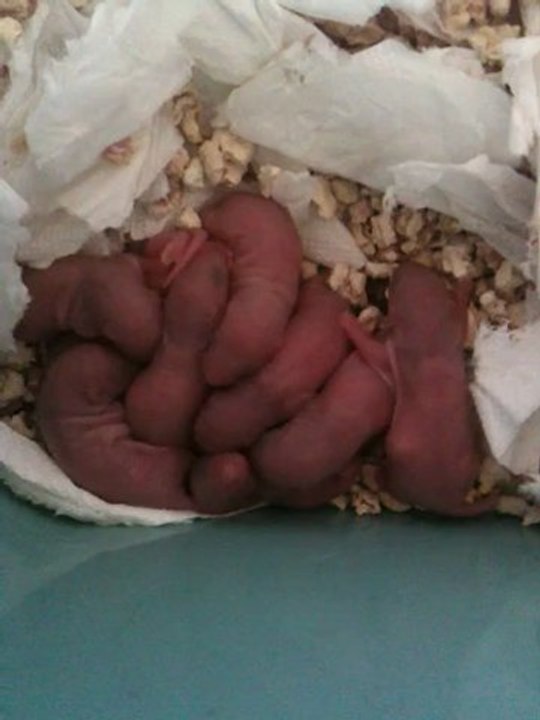 bébé rat