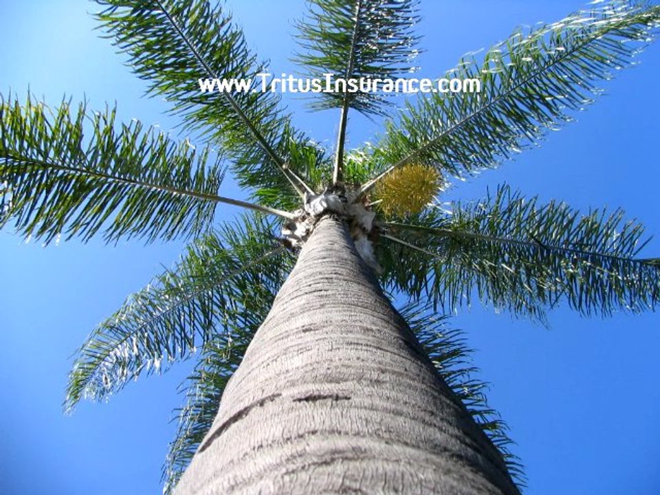 Car Insurance in Florida
