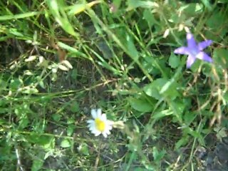 Les fleurs de la montagne