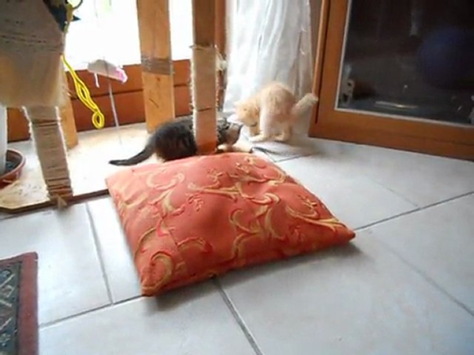 Tigrou et Orange M&F s 10 JUILLET 2011