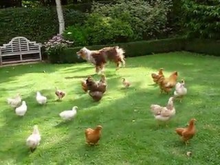 Les poules juillet 2011