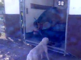 arrivé aux écuries