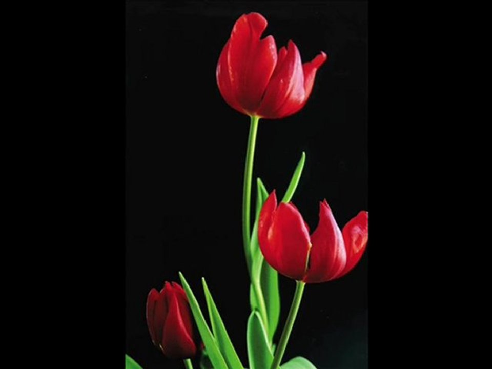 Muşu Seviyorum --facebook sayfası