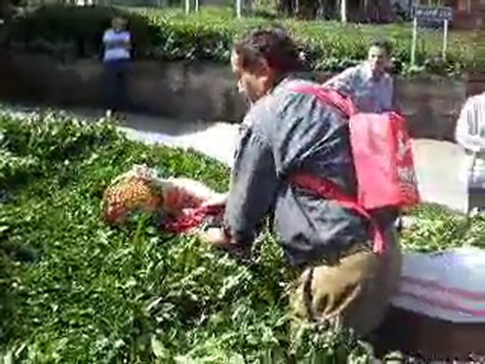 Maks Çay Toplama Makinesi